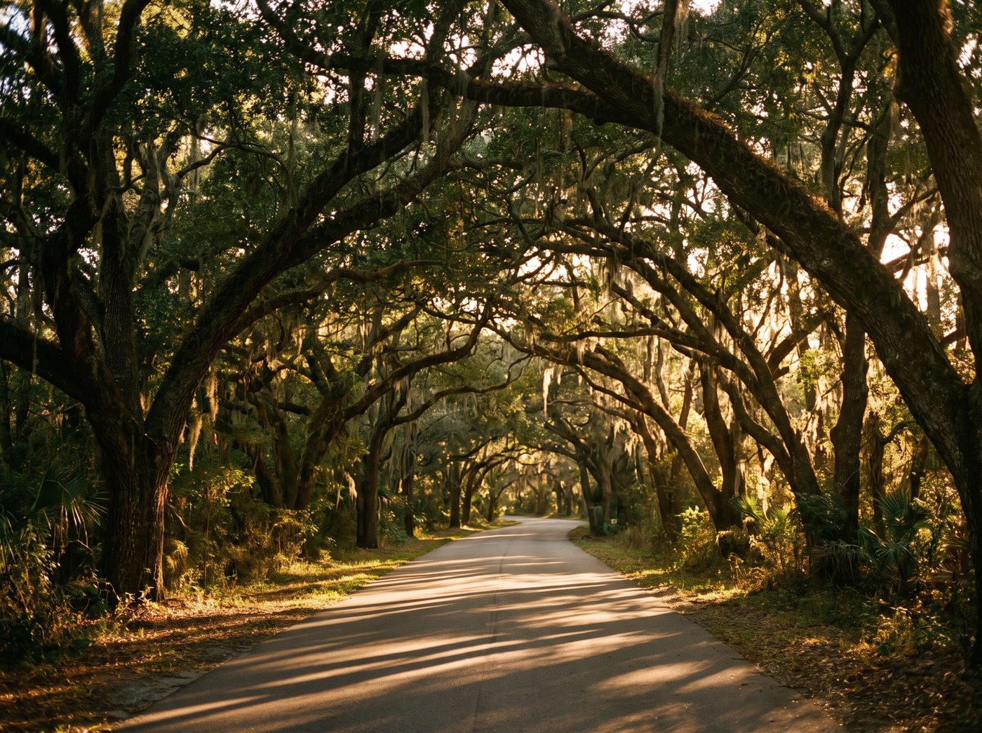 A road tunnelling beneath live oaks on St Simons
